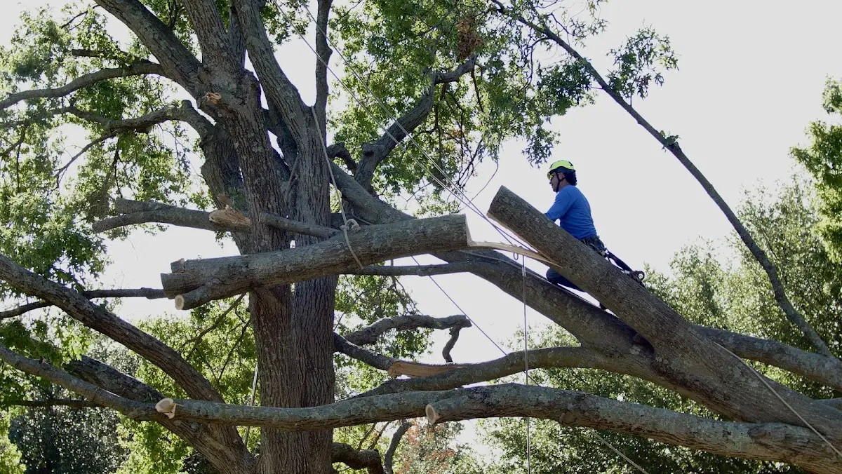 Professional Crown Thinning performed by certified arborists in Calverton